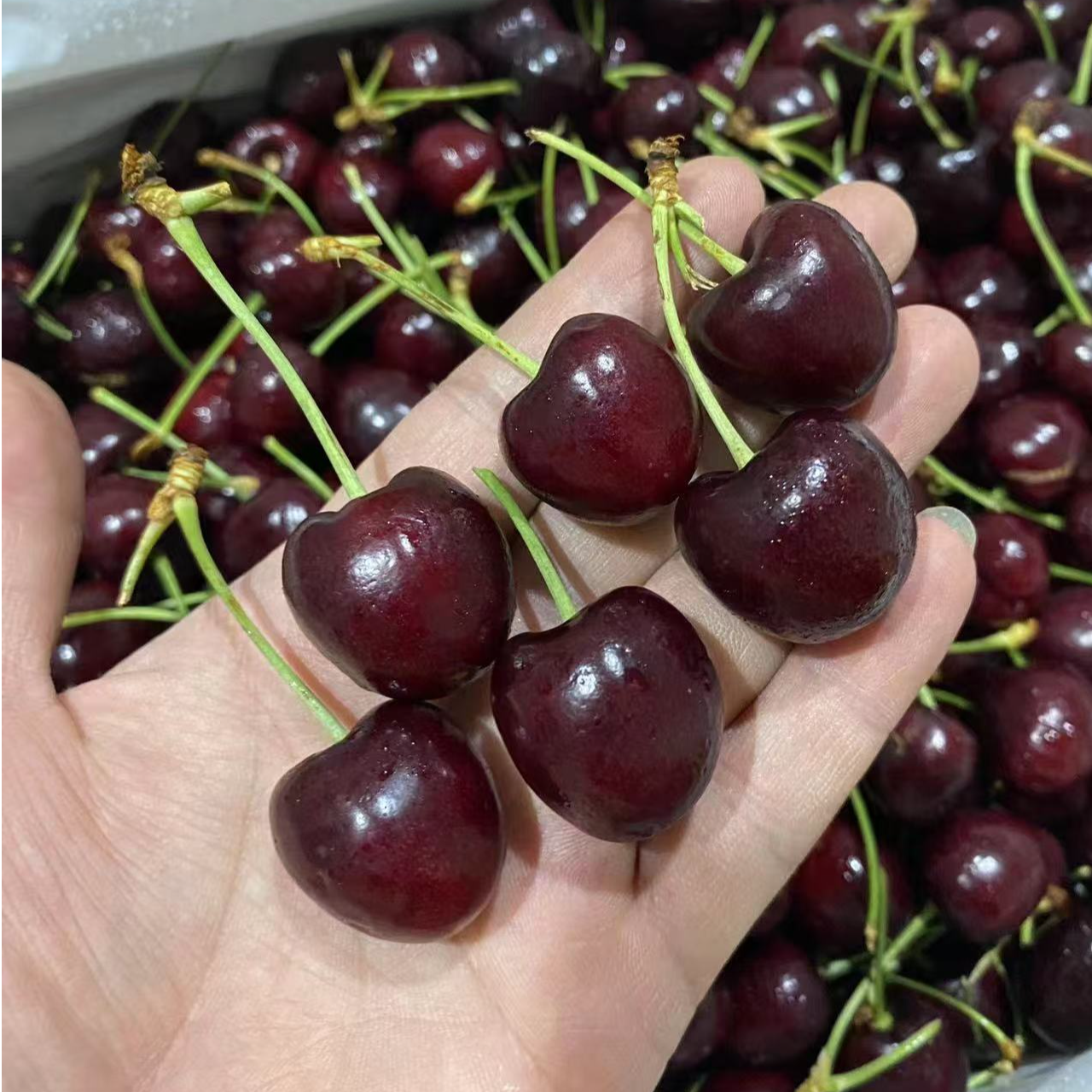 LD/XLD车厘子10斤装1件（海运）智利