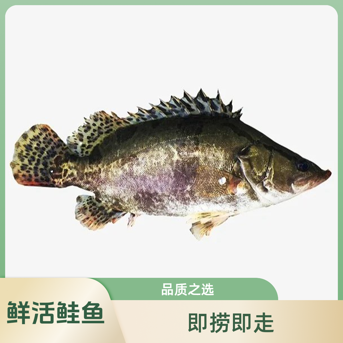鲑鱼(500g-550g)