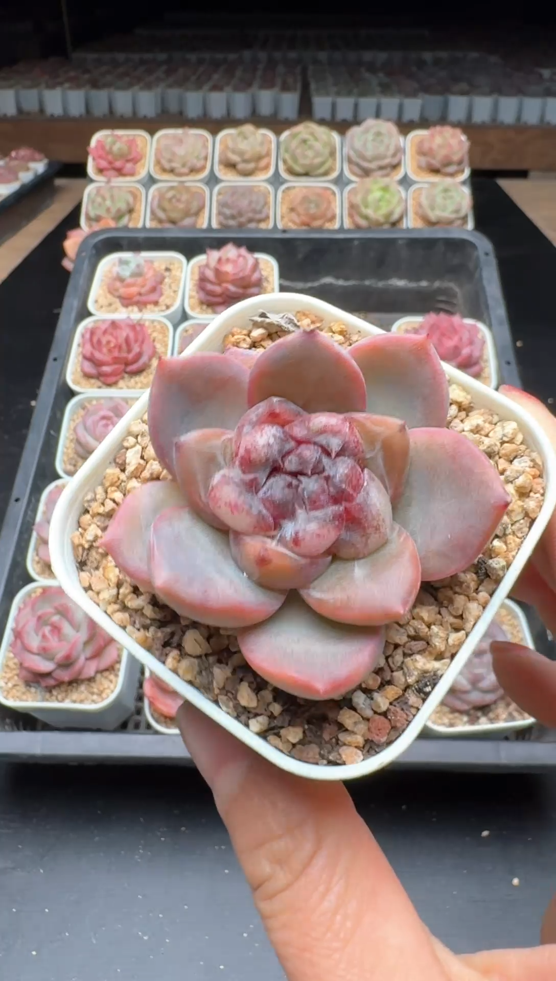 【闪购商品】916号一物一拍珍妮多肉花卉植物3颗起发