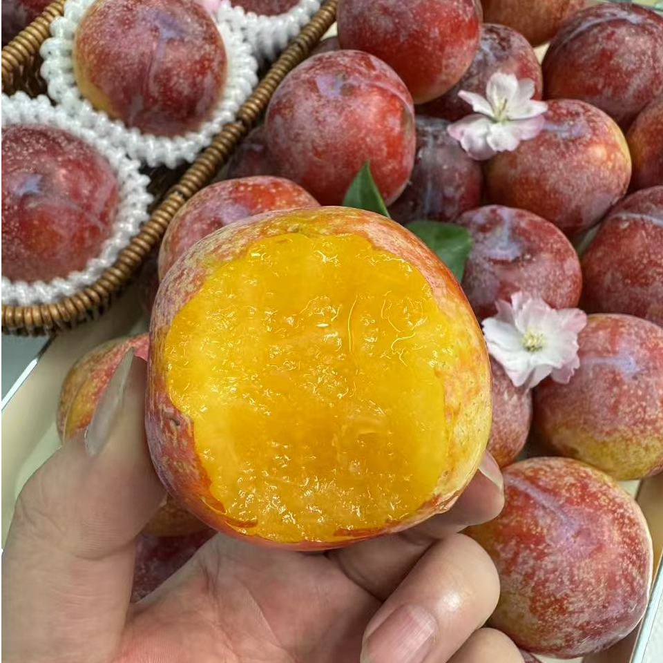 FQ智利进口 甜心 糖果李子当季新鲜孕妈妈1-5斤装Sun Plum太阳李子（坏果包赔 顺丰包邮 ）