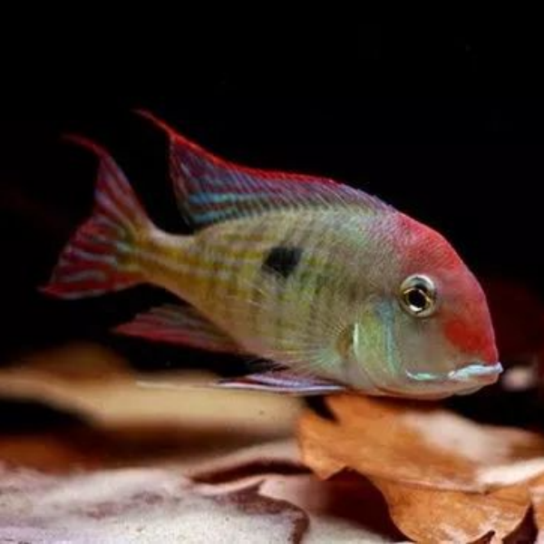 【老吴精选好物】 南美鱼合集（三单发货）观赏鱼