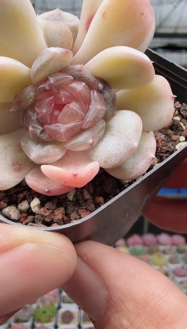 东云多肉园新款-96