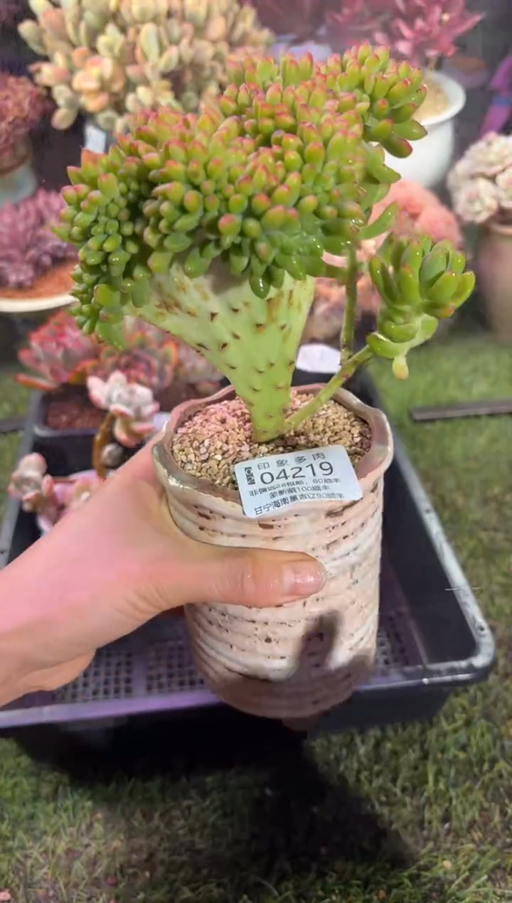 【闪购商品】04219脱土带盆