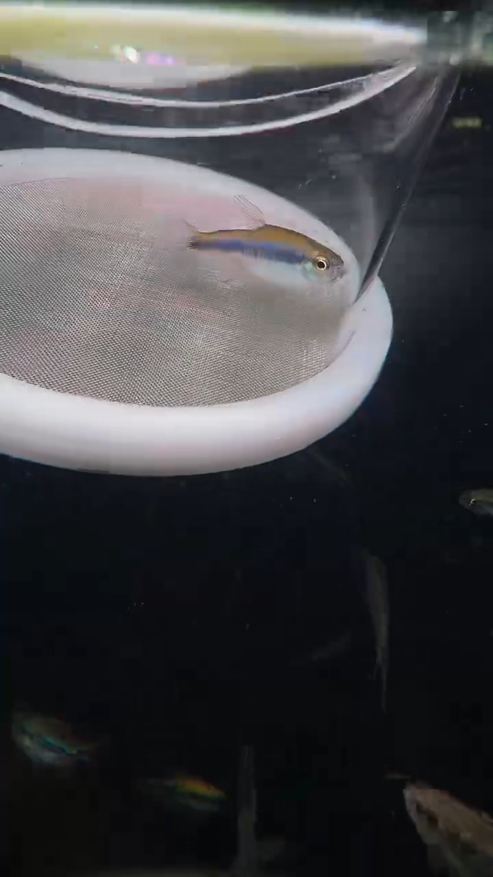 灯科鱼来**意C07-5 蓝帝一 2.5cm左右