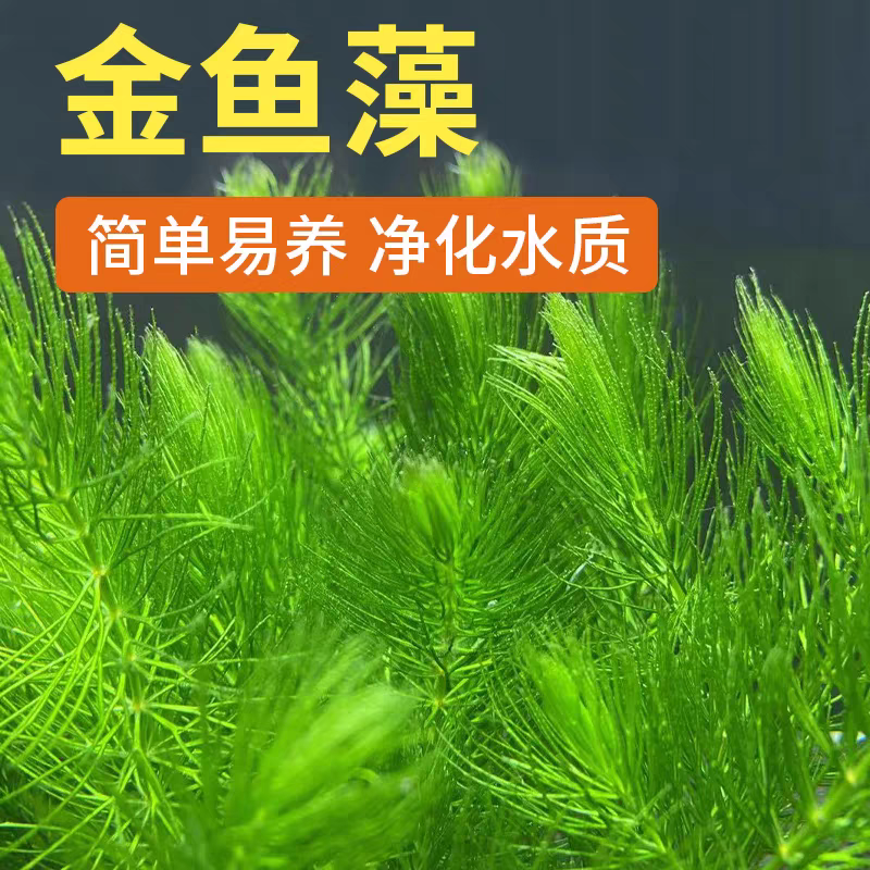 金鱼藻水草，最少15棵，阴性水草一份
