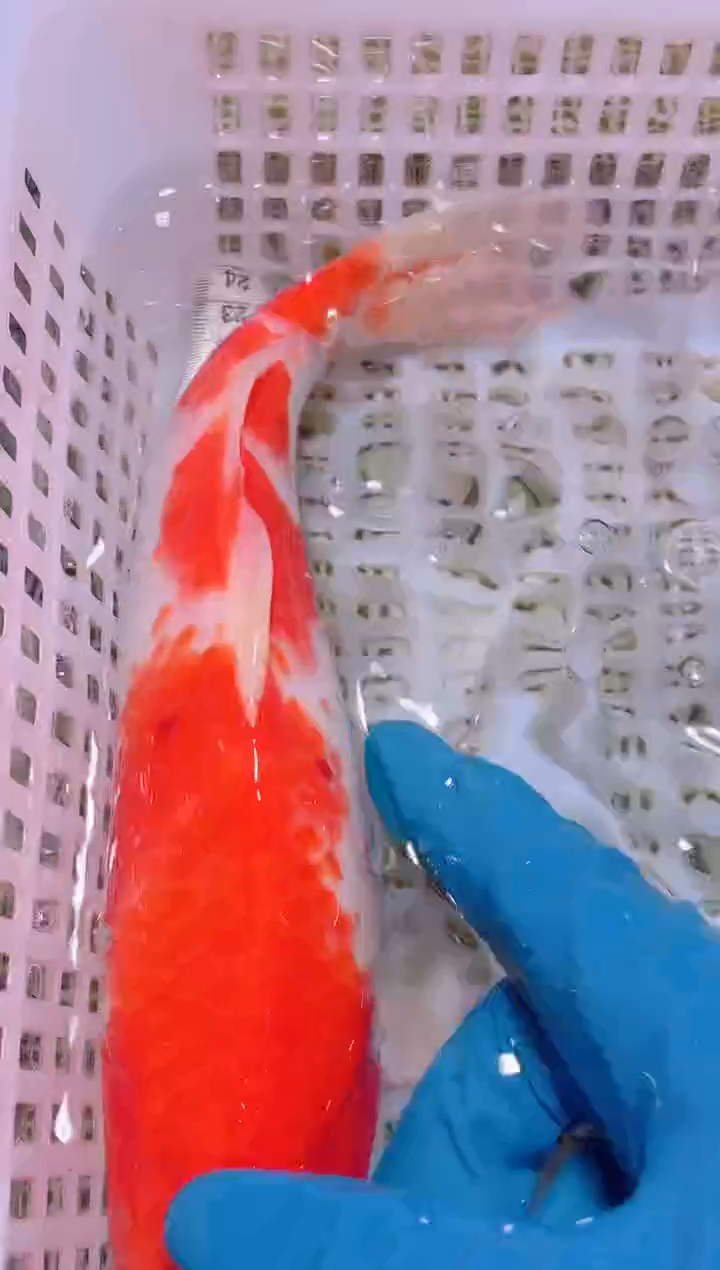 锦鲤冷水观赏鱼全场包邮124