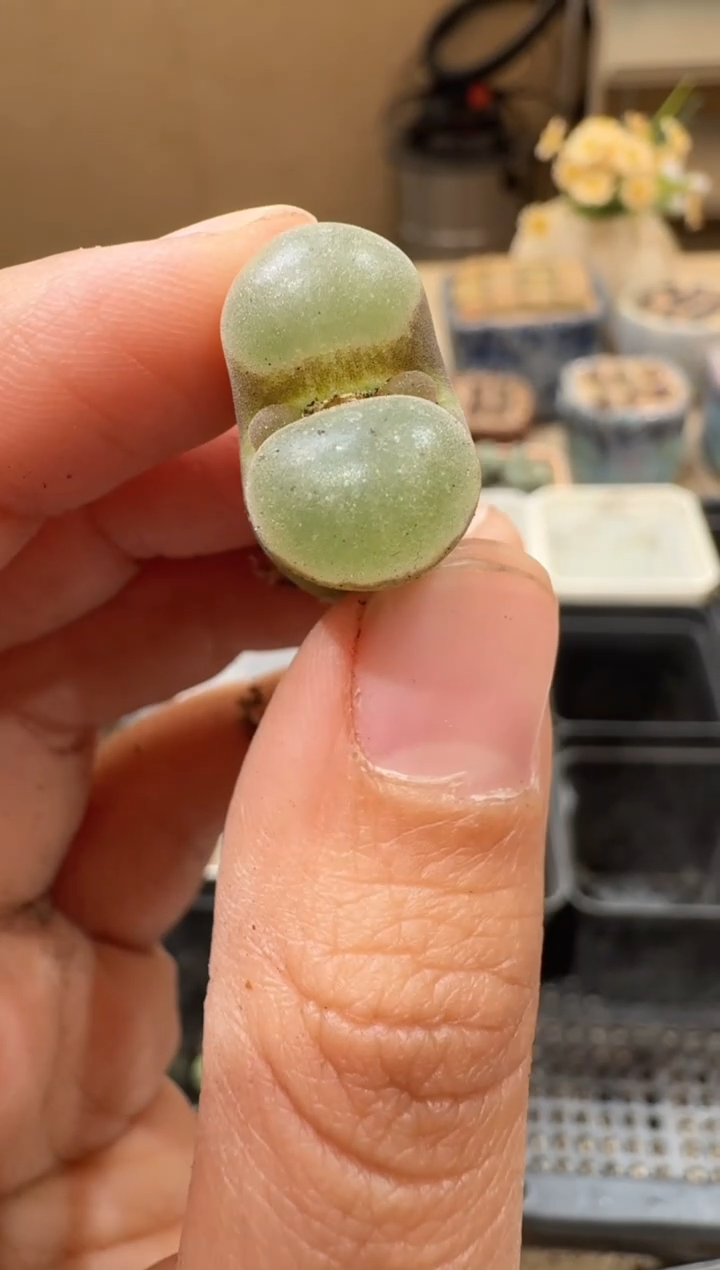30-260多肉植物肉锥