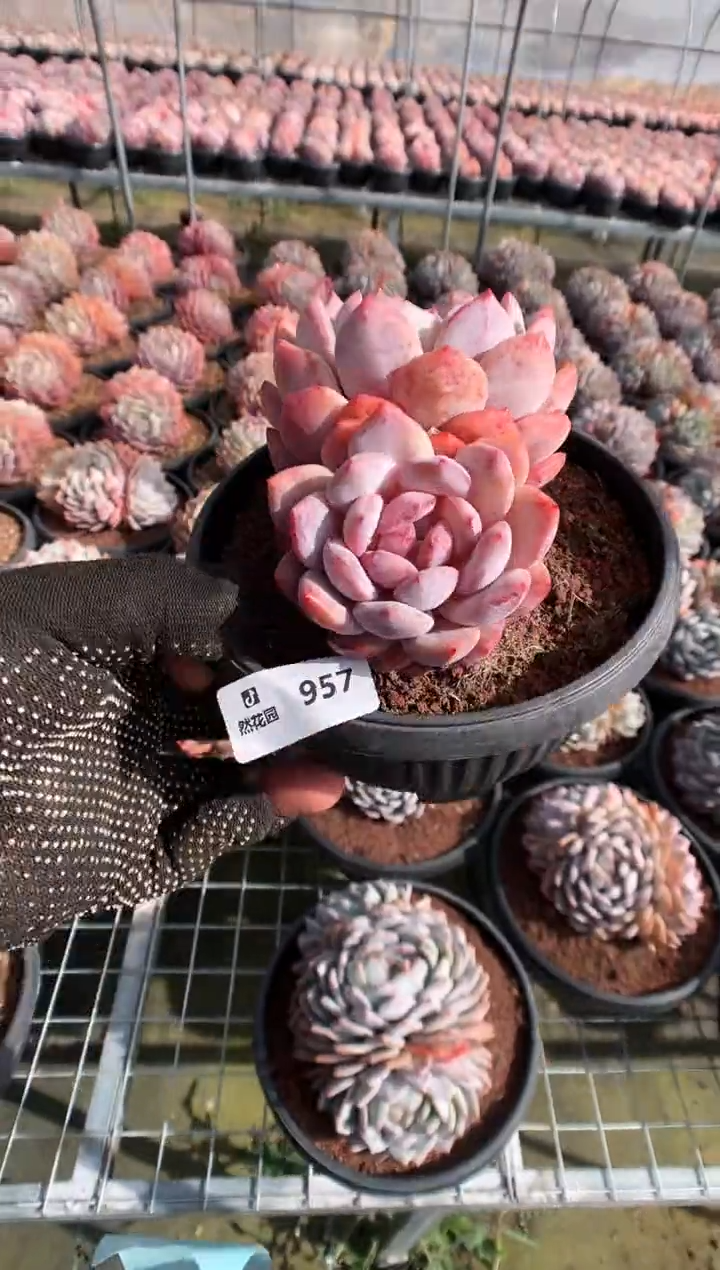 【闪购商品】957蒙克一物一拍