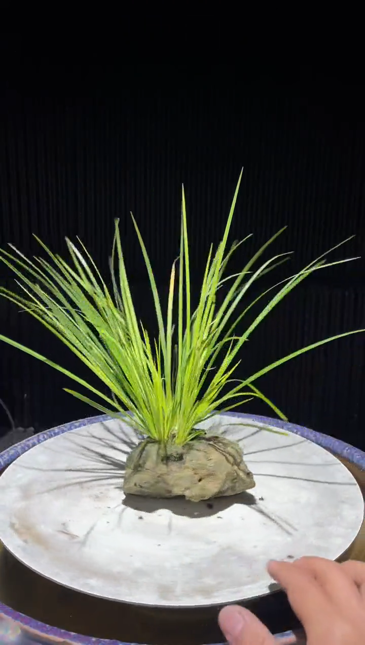 吴定石一物一拍专属