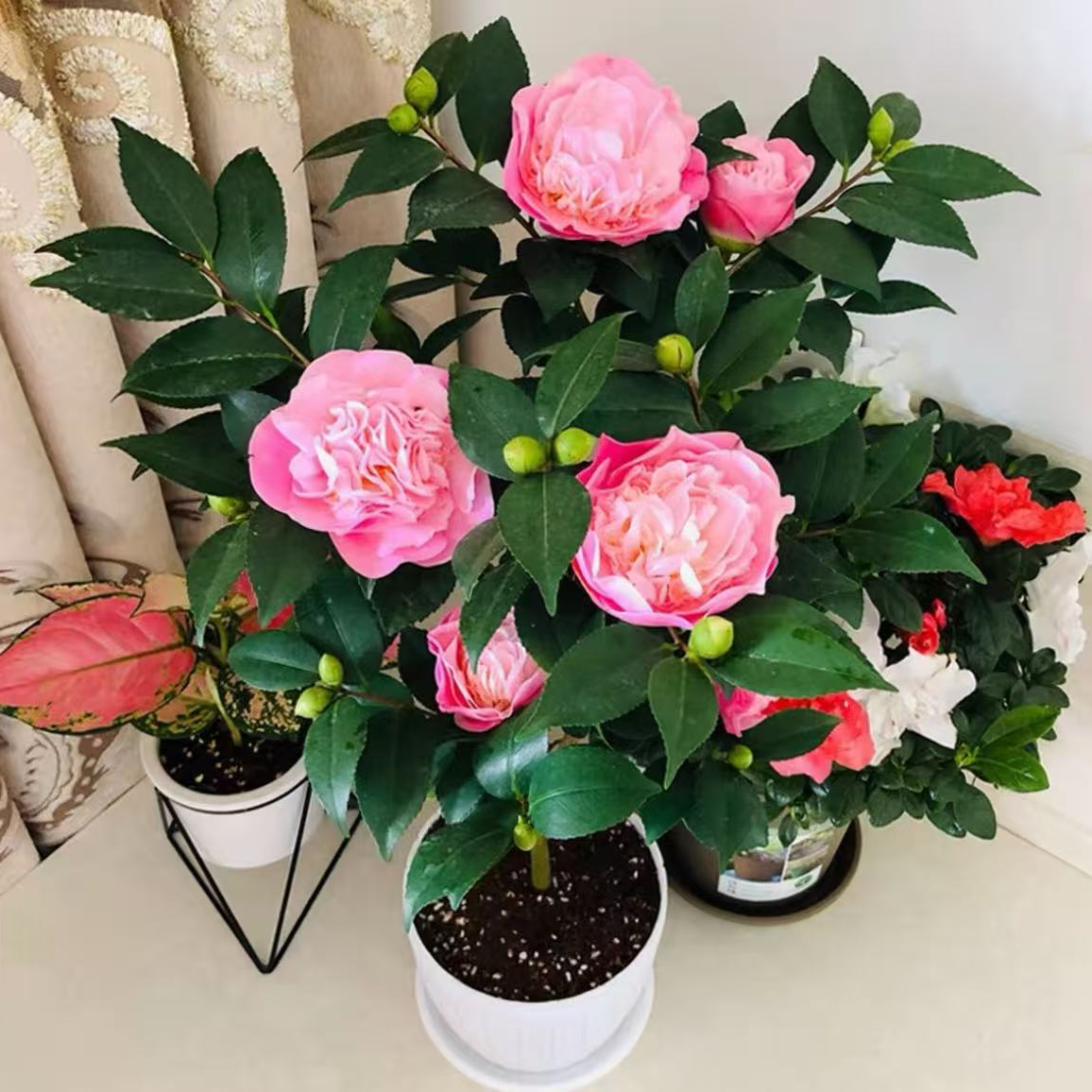 带花苞茶花树苗盆栽好养耐寒耐热适合室内外种植绿植BQ