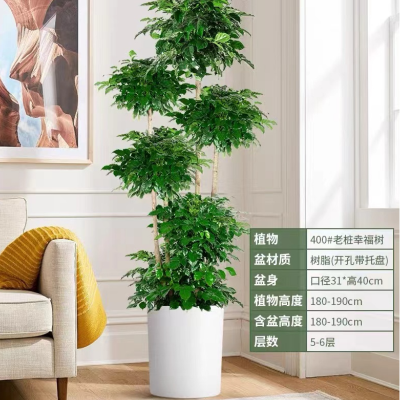 十年【五层造型幸福树】室内绿植绿宝大盆栽网红家居绿植多层造型