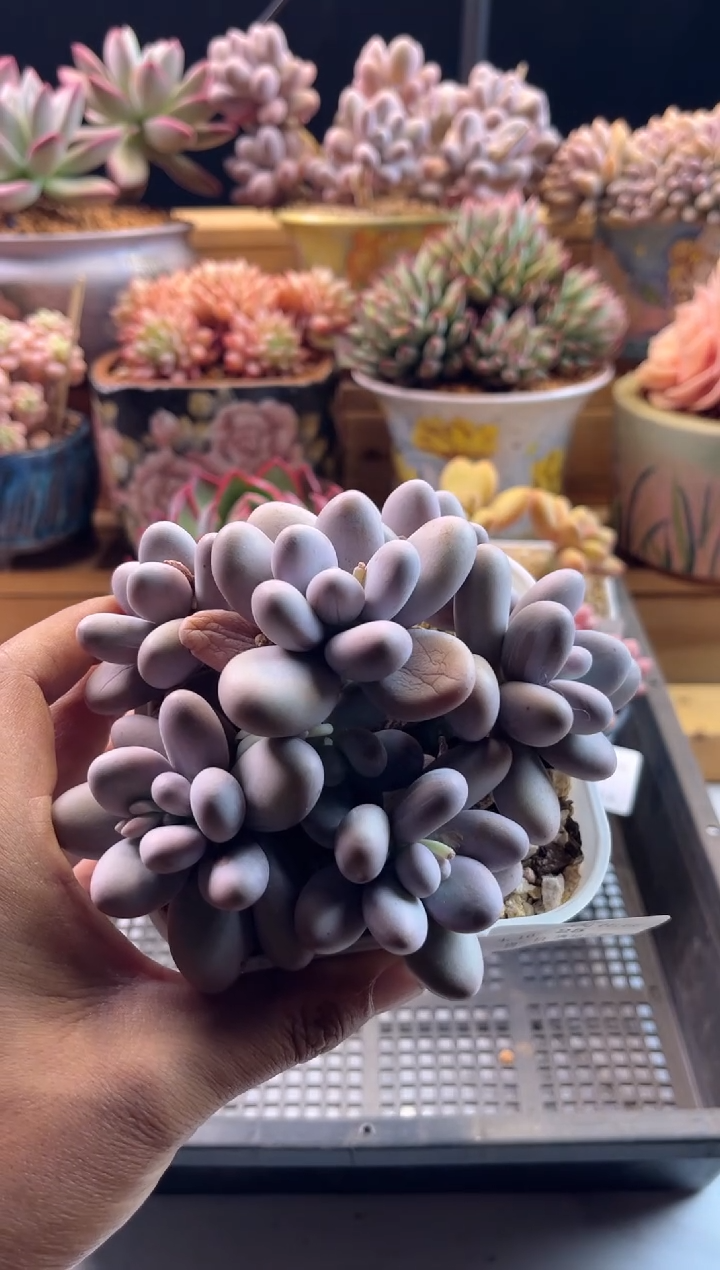 4.16-25原始奶1111