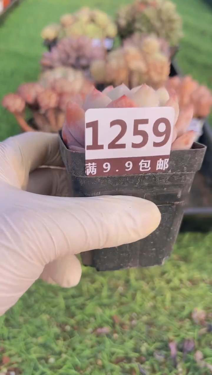 【闪购商品】信服多肉一物一拍