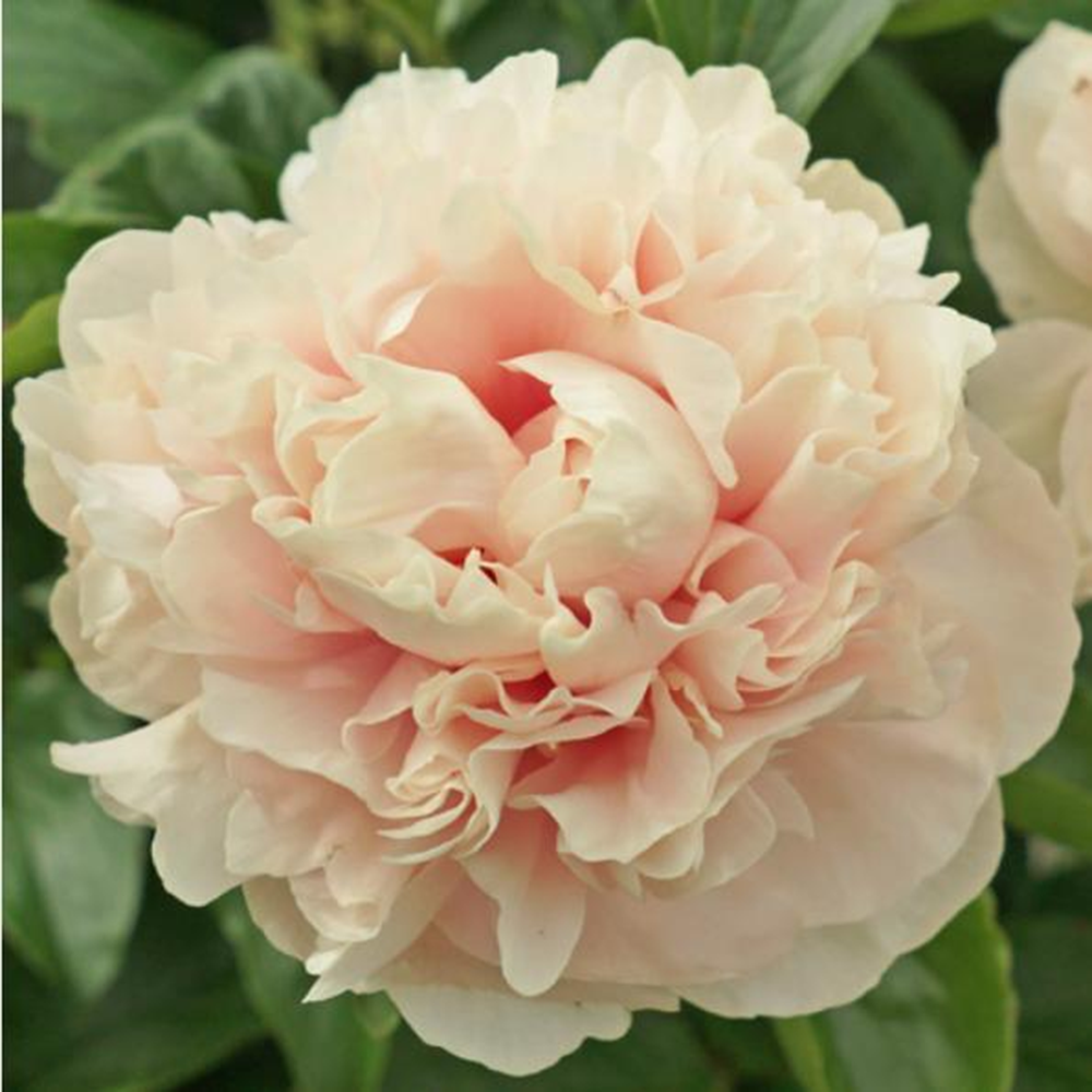【陛下辉煌】芍药花苗绿植
