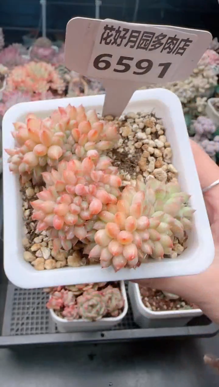 【闪购商品】6591清河美人缀化