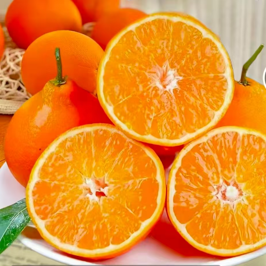 【红美人 】【 果冻橙】  柑橘苗爱媛38 优质嫁接苗 纯甜无子 