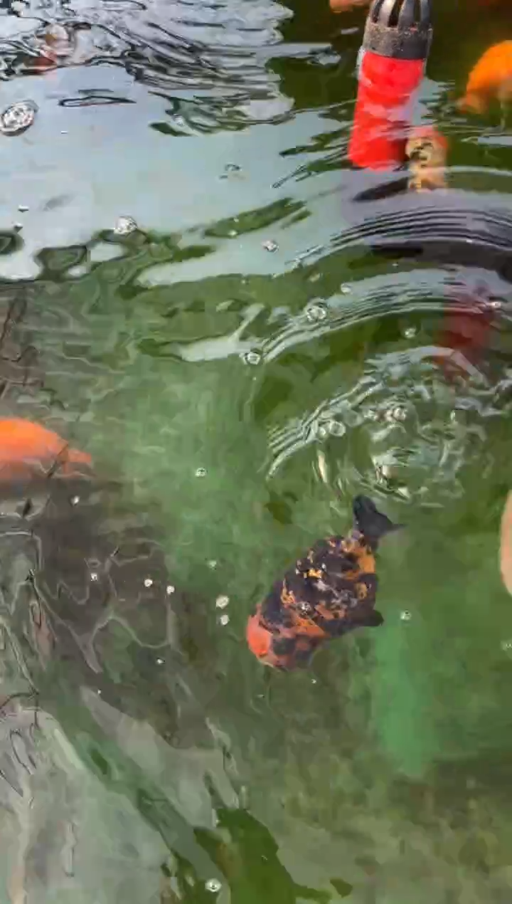 金鱼金鱼测试测试