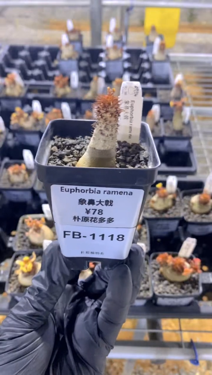 【闪购商品】象鼻大戟FB-1118