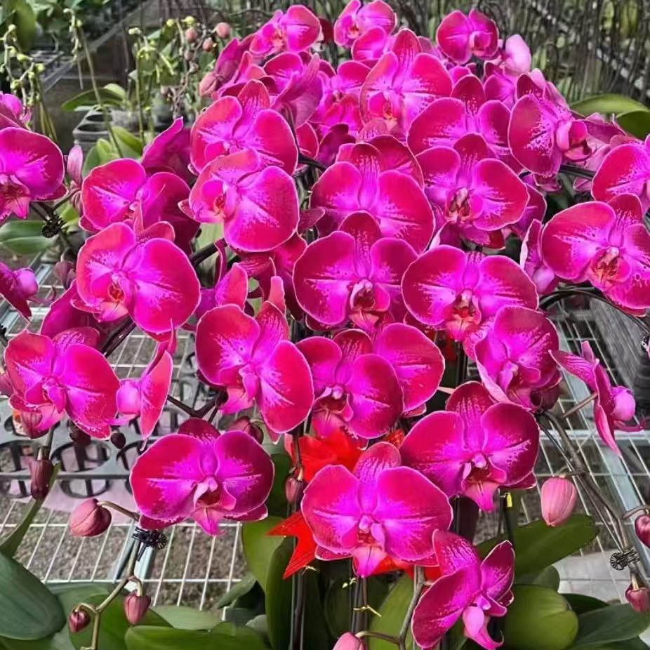 【带花剑】新品大花 潮流蝴蝶兰 黑红系列 2.8寸杯 花剑较短