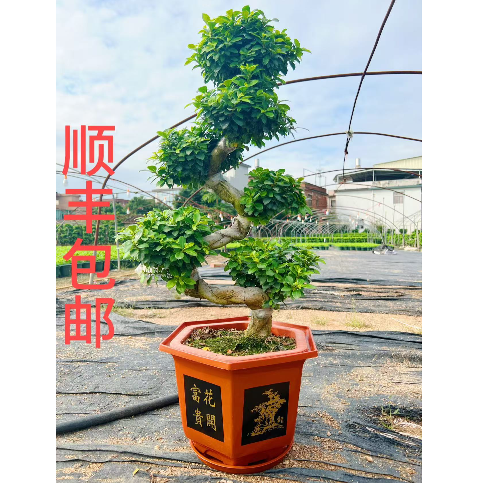 S型游龙造型金钱榕树四季常青好养植物盆景