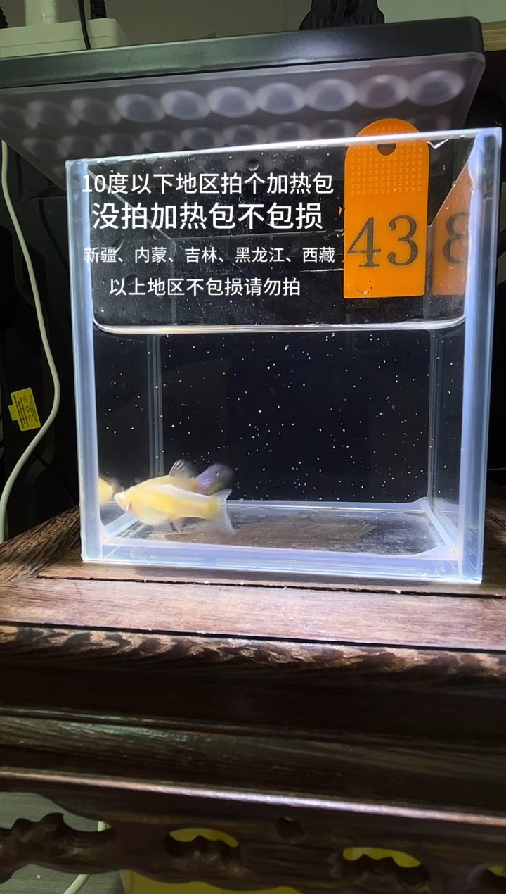 孔雀鱼金粉孔雀鱼编号43