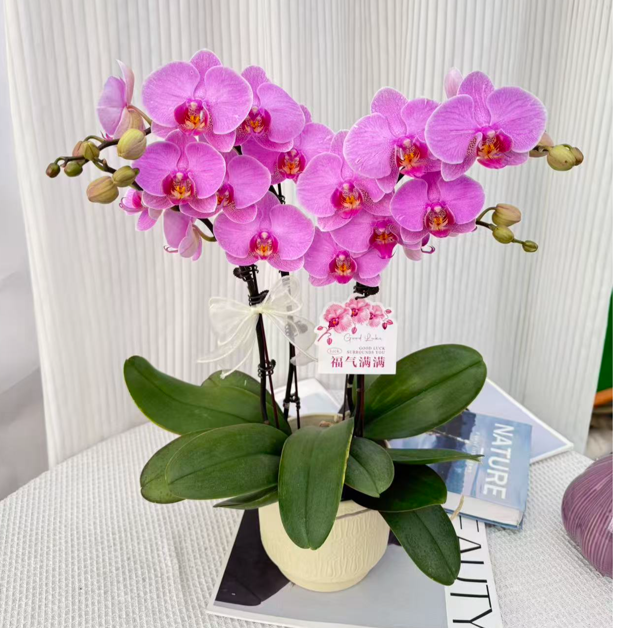蝴蝶兰《明日之星》紫色系高品秋冬耐寒四季开花室内盆栽基地直发
