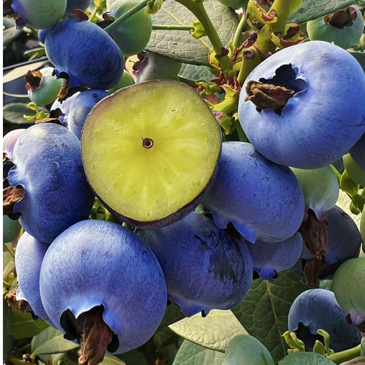 （江）新品种L25纯甜高产盆栽蓝莓苗带花香味阳台室内种植四季结果