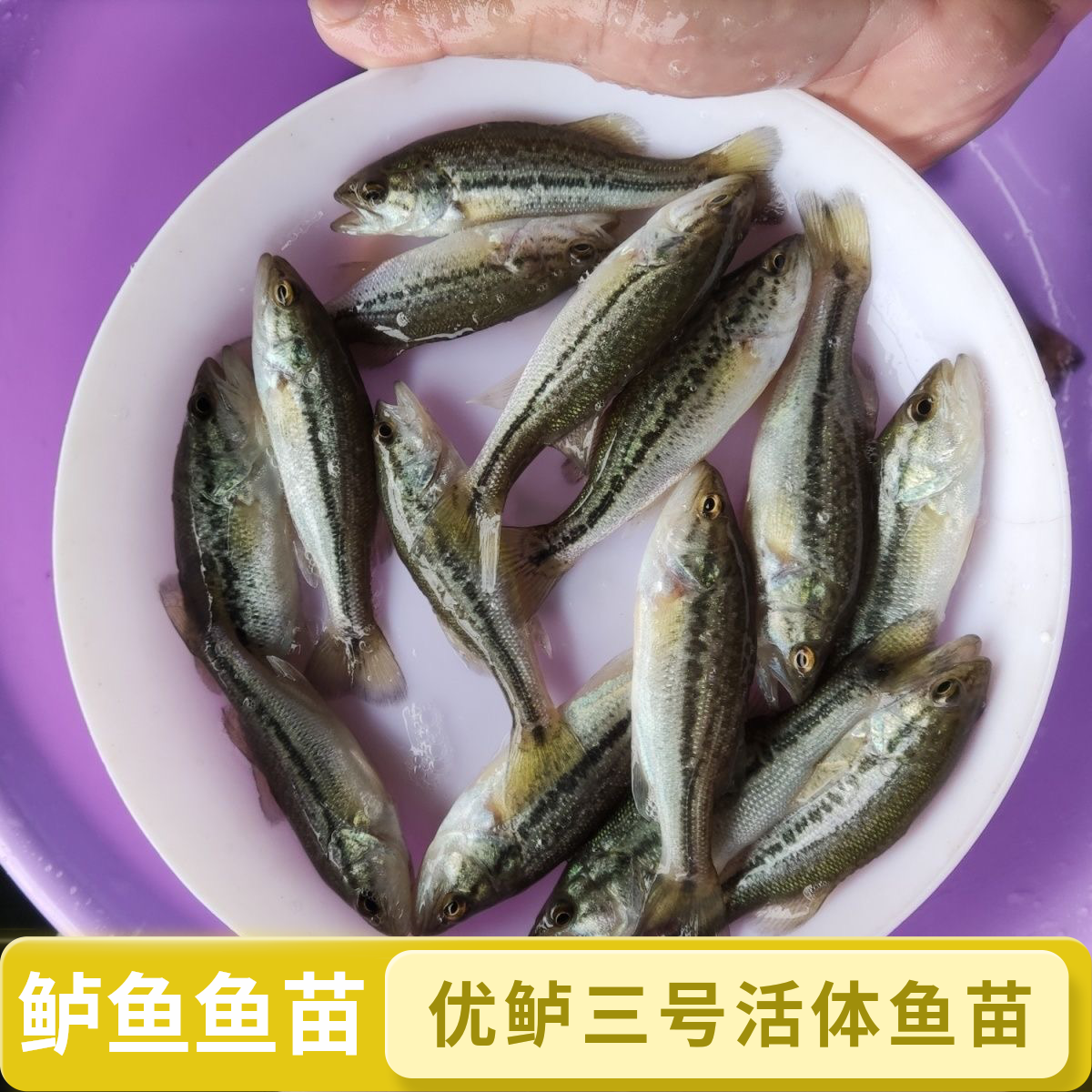 鲈鱼鱼苗 加州鲈鱼 优鲈三号活体鱼苗