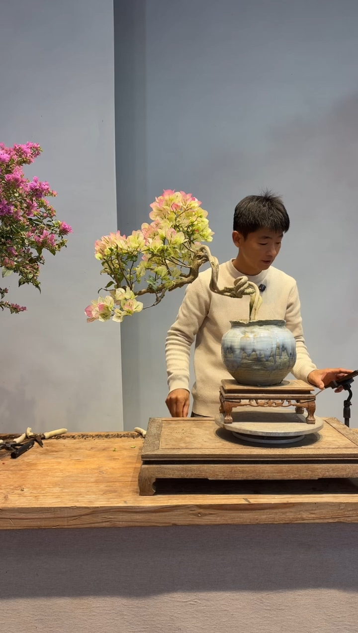 以实际为准三角梅17