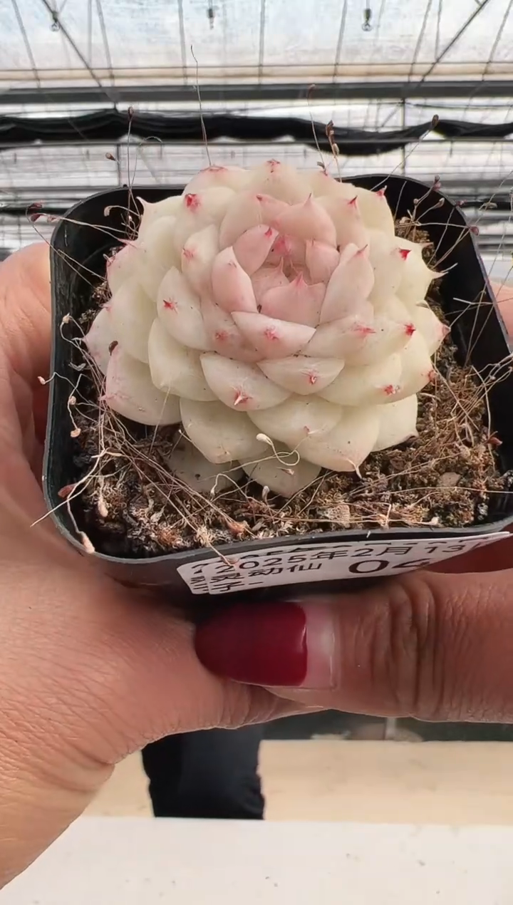 【闪购商品】灵动仙子-4