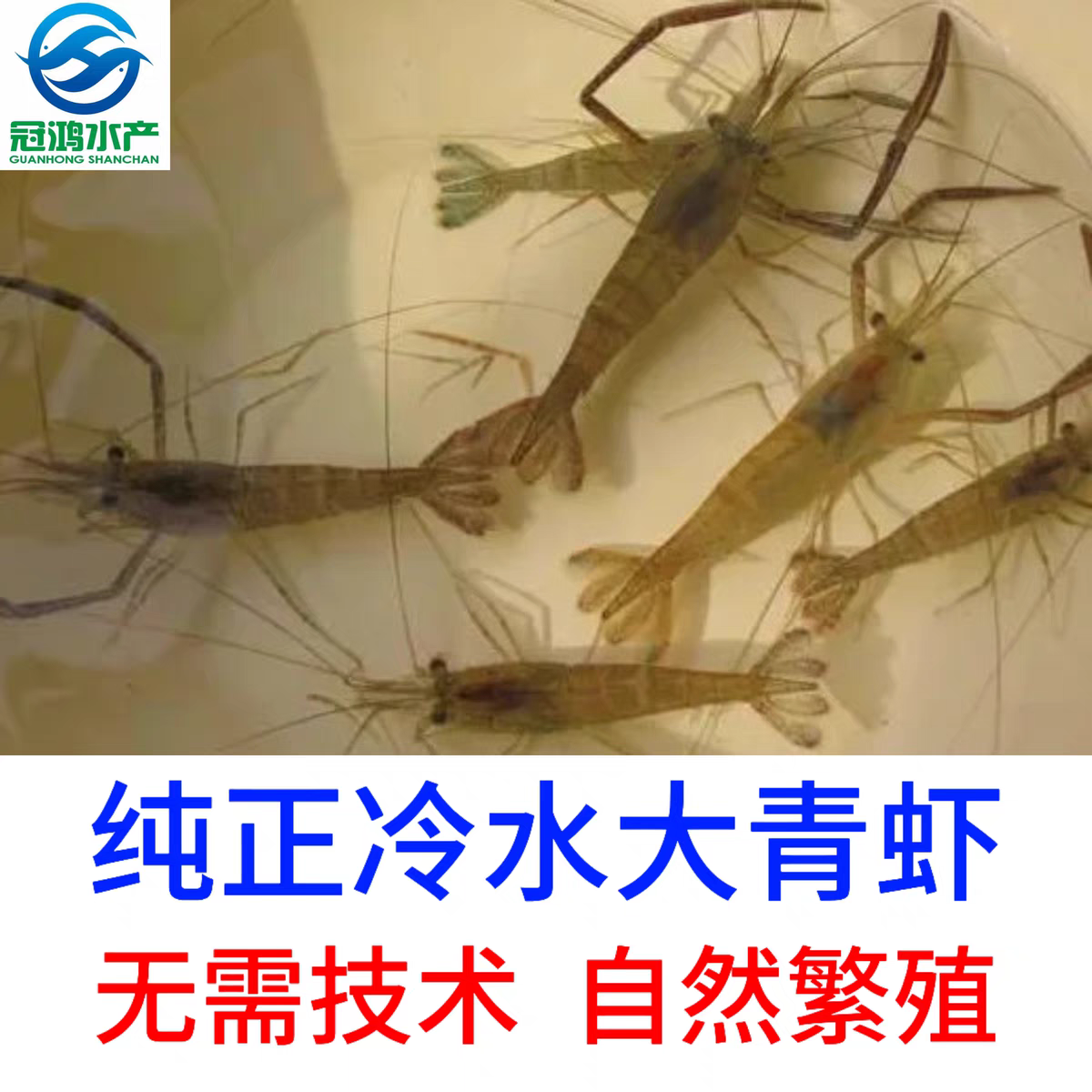 淡水观赏虾长臂虾大眼贼虾鱼缸清洁虾除藻虾活体