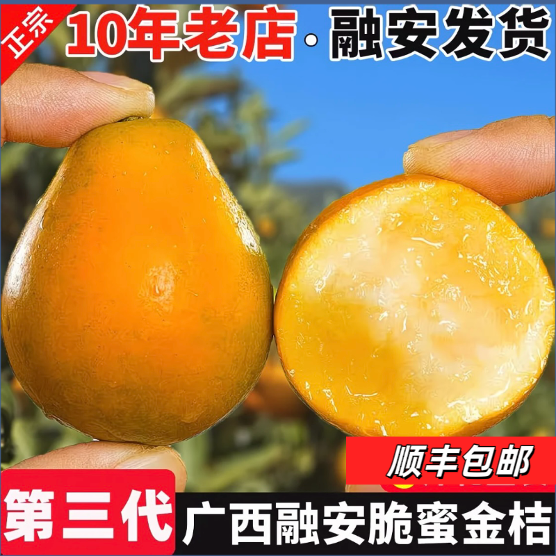 【 顺丰包邮】1广西融安脆蜜金柑树上自然熟冰糖心纯甜无酸新鲜水果
