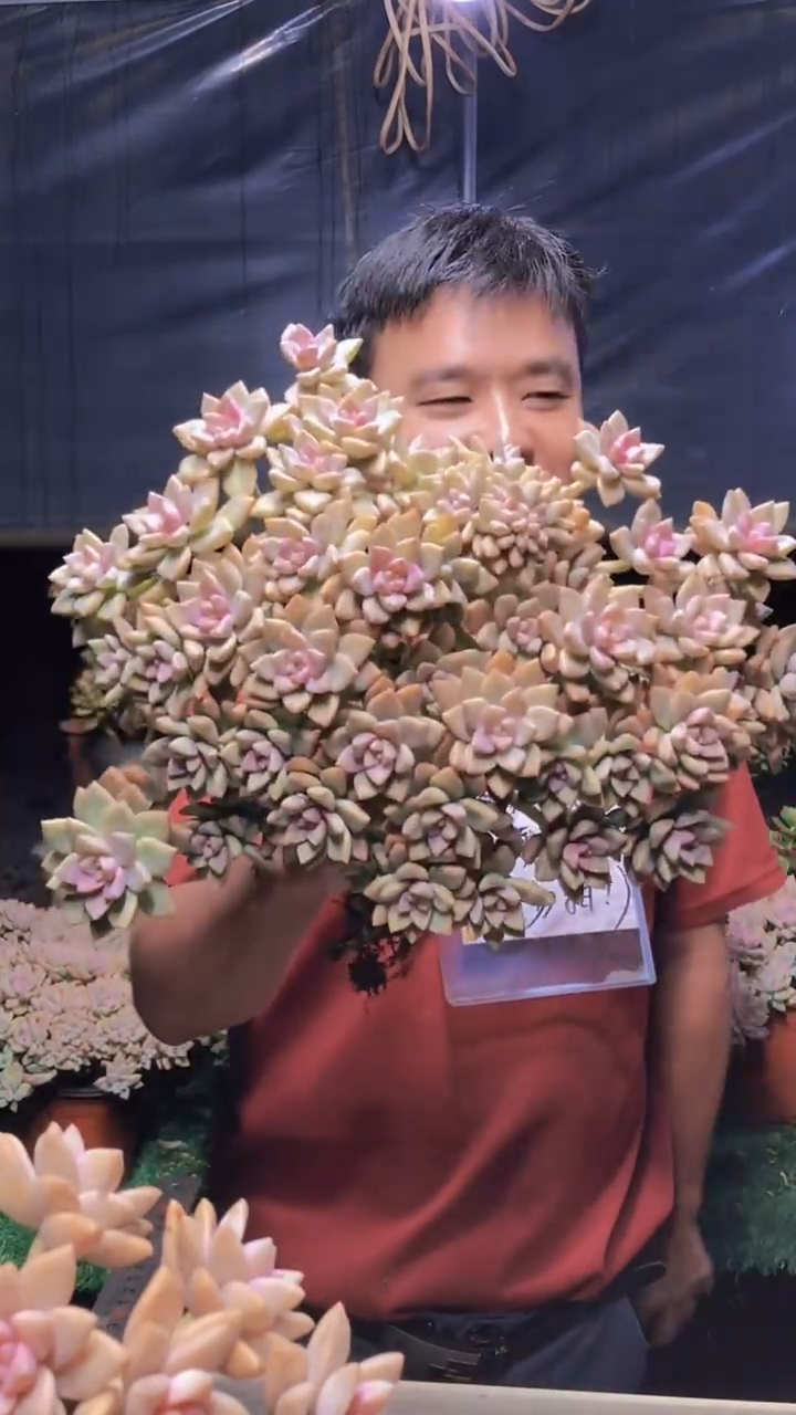 266淡雪缀化一物一拍