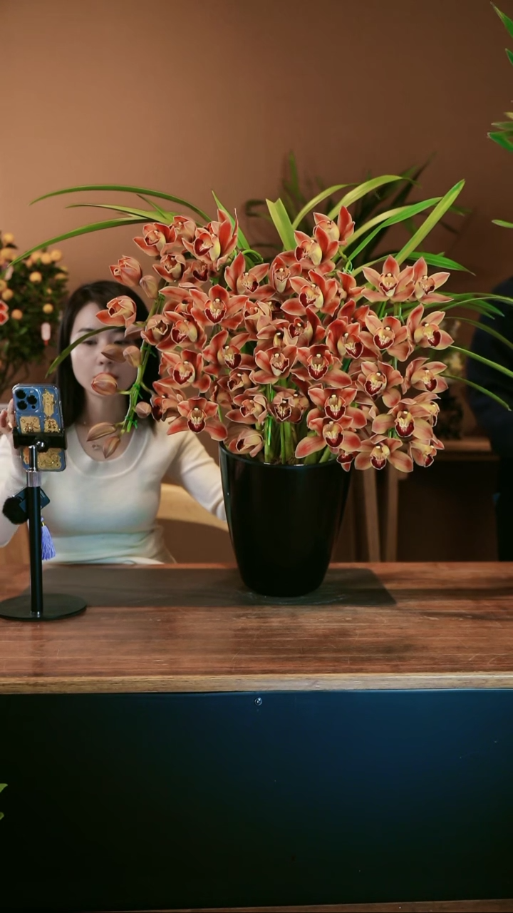 【闪购商品】盆景麒麟 礼盒