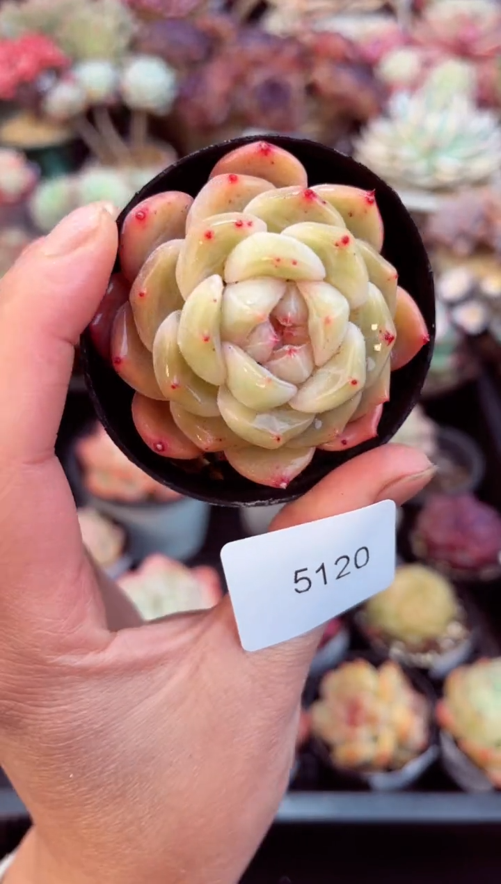 【闪购商品】5120单头多肉