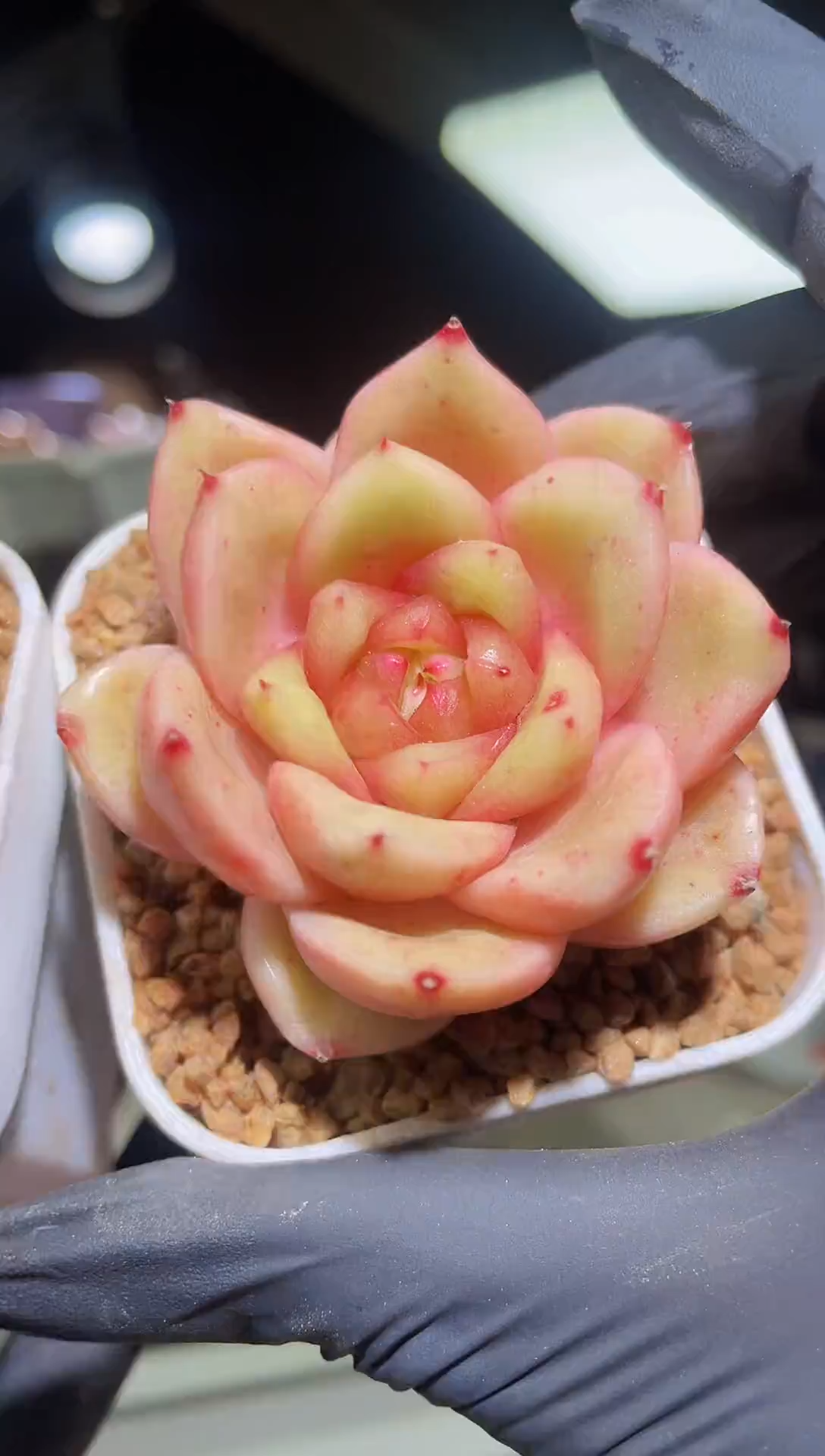 闪购2040  玉脂多肉一颗  4-4.5厘米