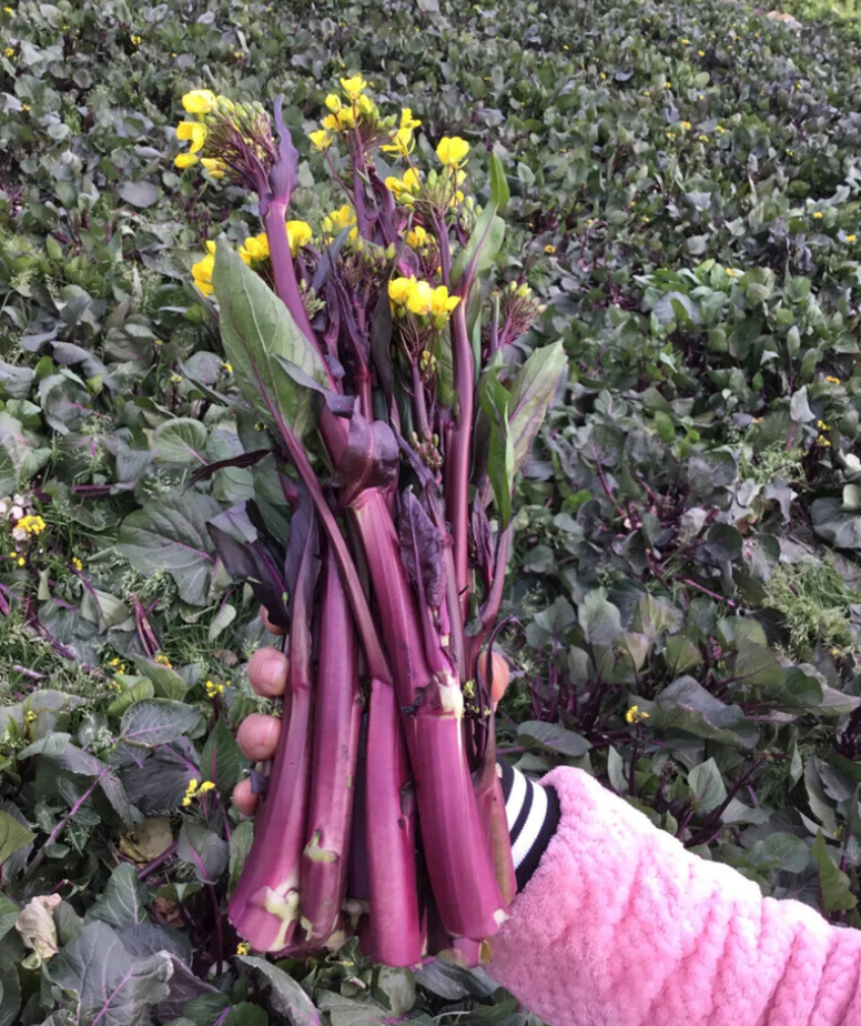 湘西 农家红菜苔新鲜采摘