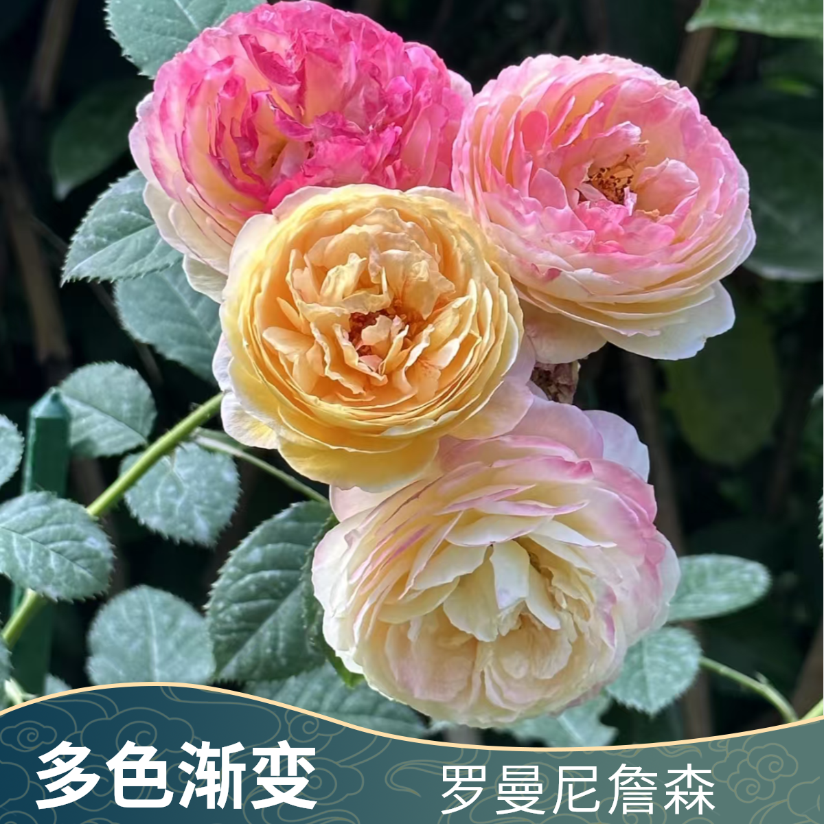 多色花 罗曼尼詹森 1.3米 大花重瓣浓香 多季开花 爬藤蔷薇花欧月