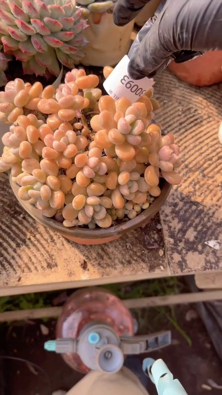 暖****️跃跃精品多肉30093