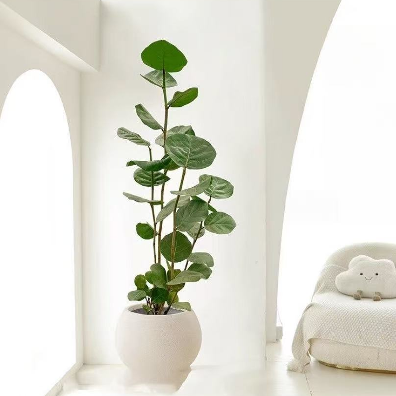 【海葡萄】绿植室内大型绿植乔迁新居新房客厅大型植物盆栽