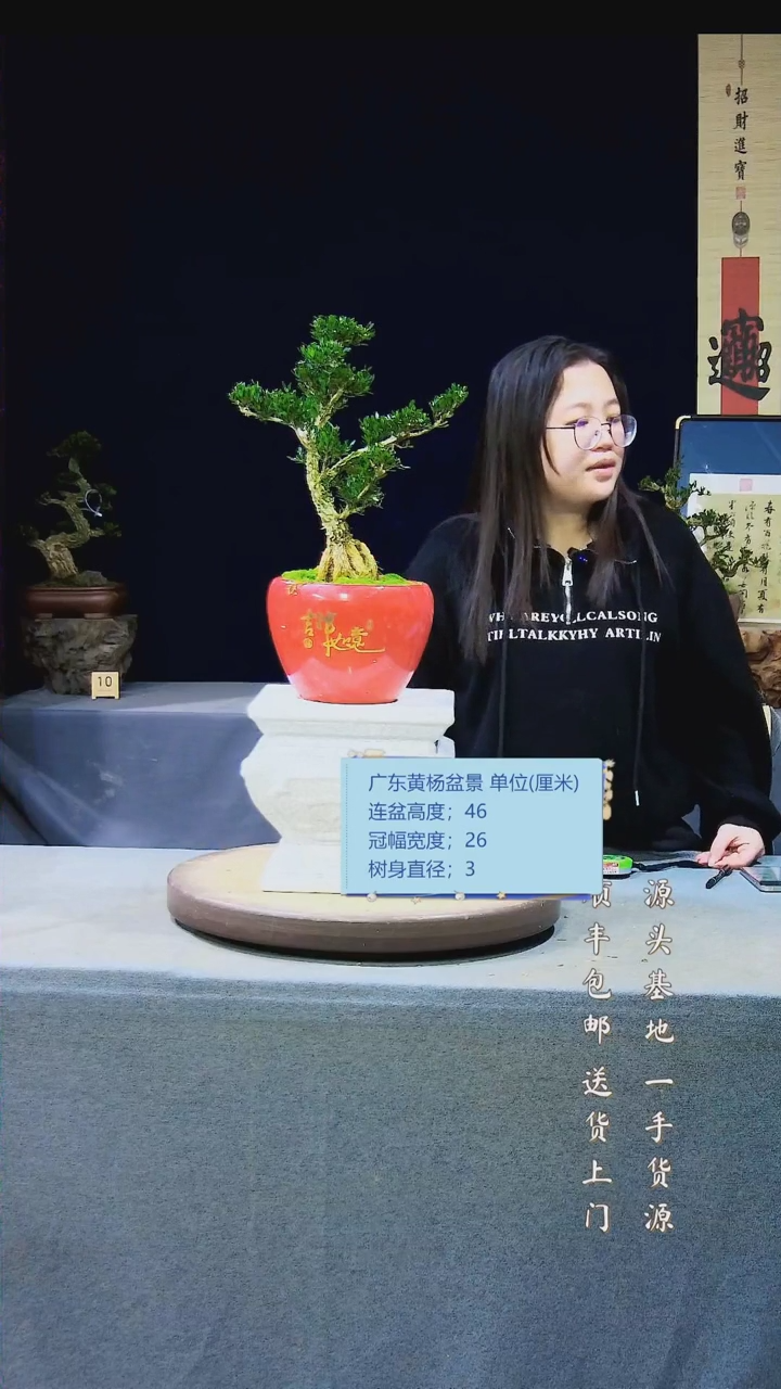 【闪购商品】雀舌黄杨盆景雀舌黄杨盆景