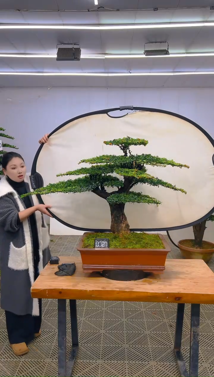 无花朵一物一拍一物一拍