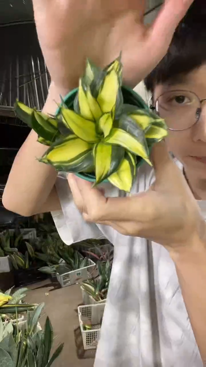 金玫瑰带盆土带1仔8厘米9.99