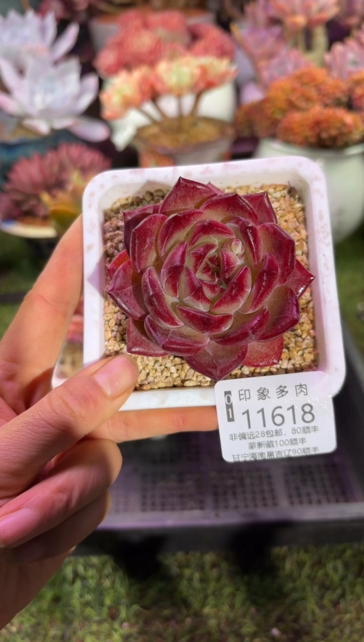 【闪购商品】11618