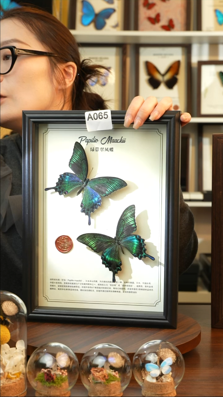 绿带翠凤蝶夏款双蝶（A4黑框）A065