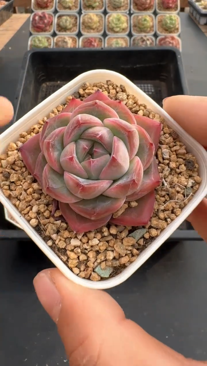 【闪购商品】557C物拍多肉带盆土6.5杯拍3颗包柚