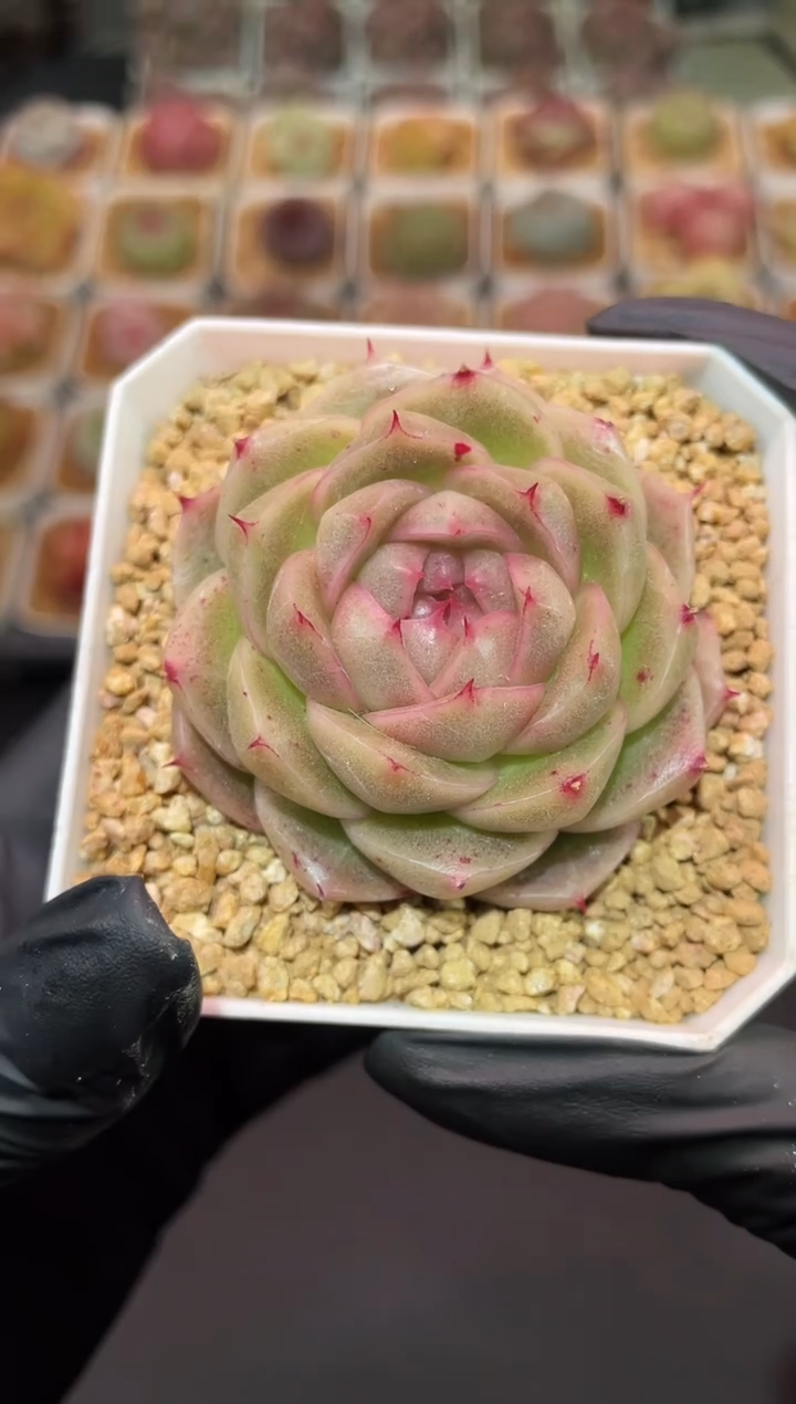 闪购161 优选包包多肉一颗  5厘米