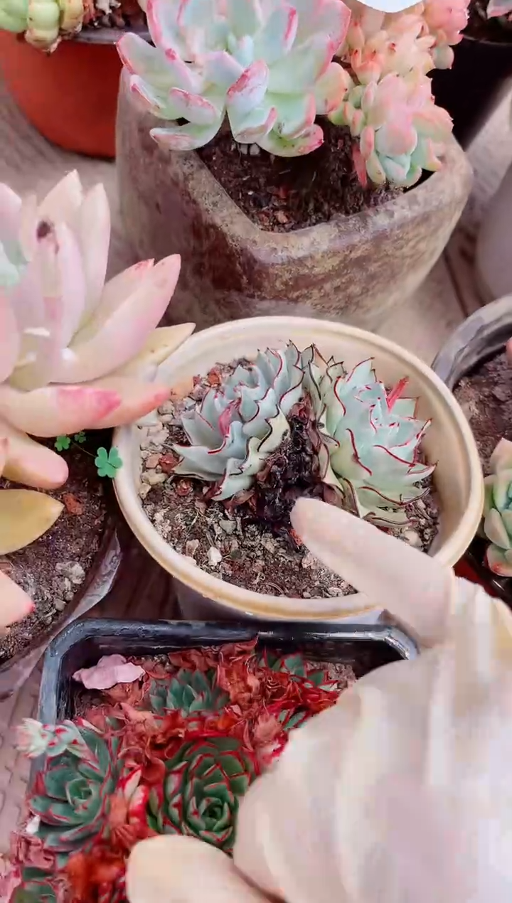 17296多肉植物一物一拍