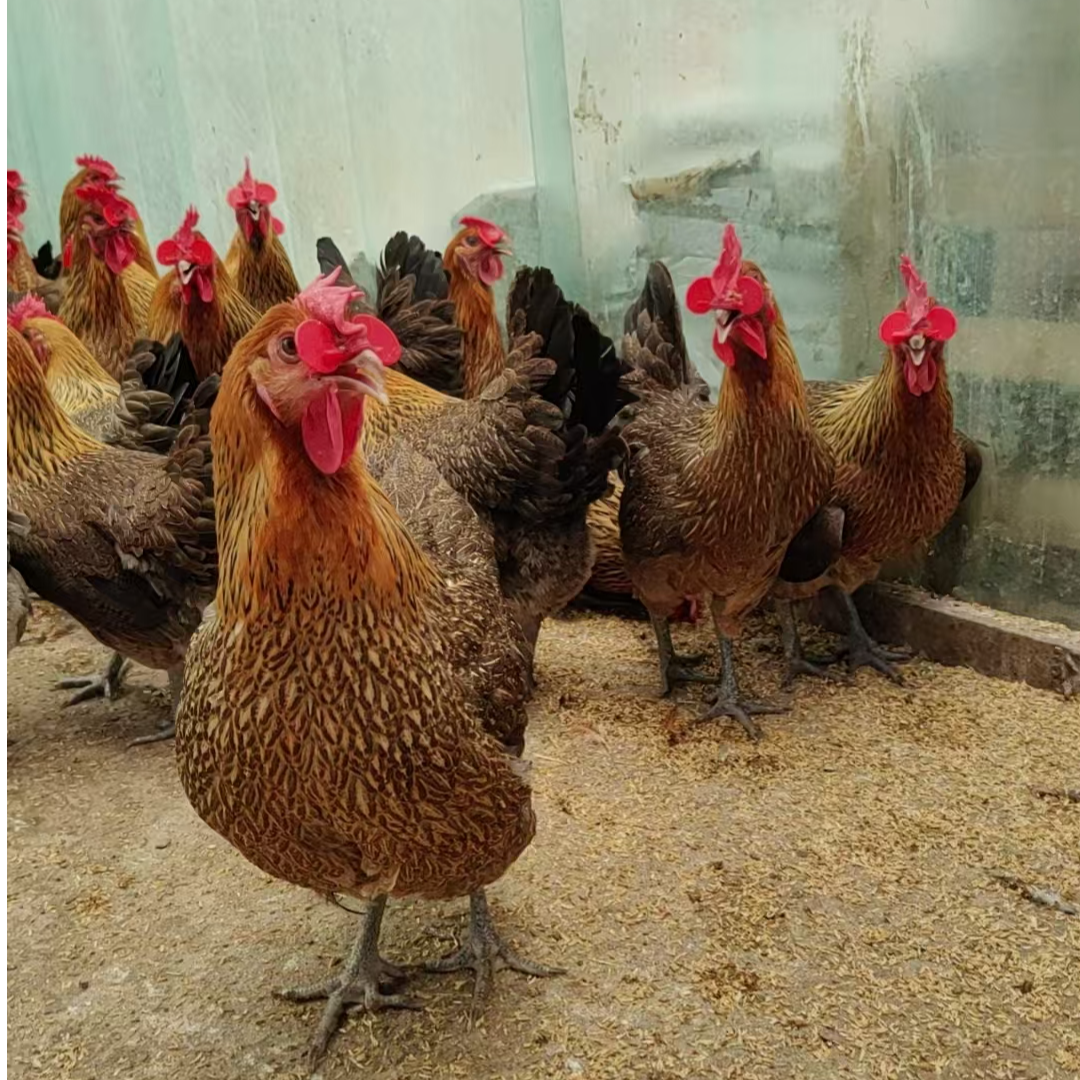 宠物鸡 麻羽 包邮  2只装总重量 9斤