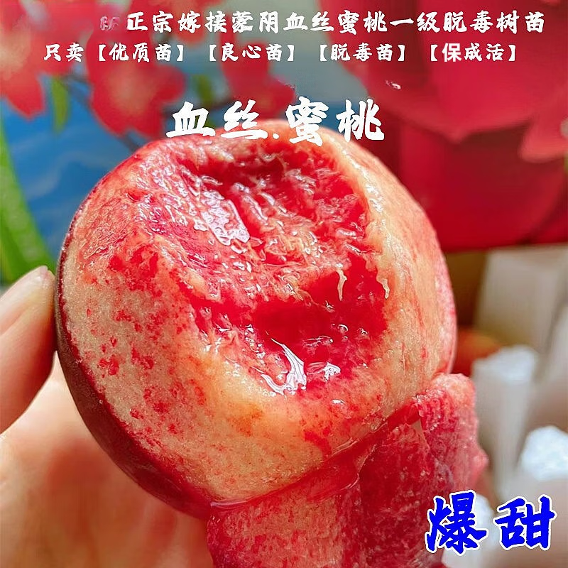 桃树果苗嫁接血丝蜜桃树苗红肉血桃水蜜桃苗盆栽地栽南方北方种植